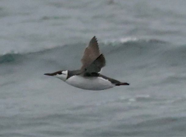 Guillemot de Troïl  - Monika Turczyńska