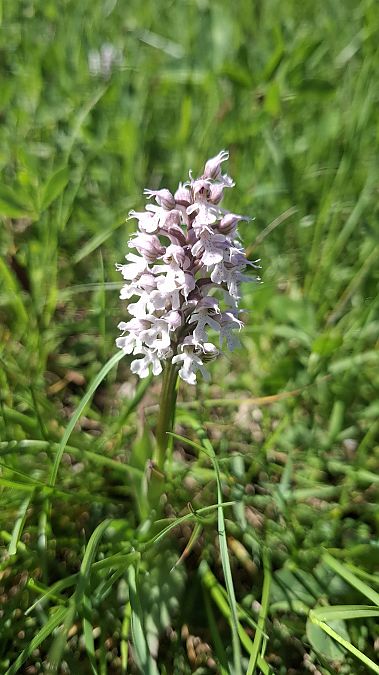 Neotinea conica  - Jean-Yves Dubuisson