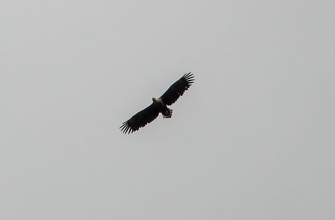 Seeadler  - Krystyna Kowalska