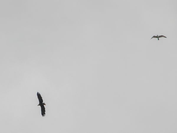 Seeadler  - Krystyna Kowalska