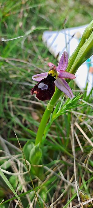 Ophrys aurelia  - Marc et M-Joëlle Silvestre