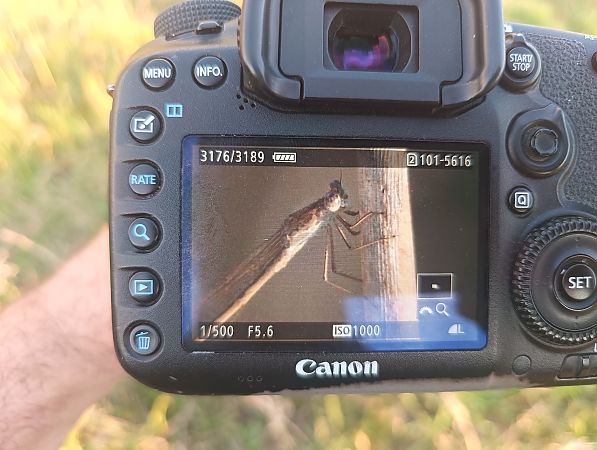 straszka syberyjska  - Michał Polakowski