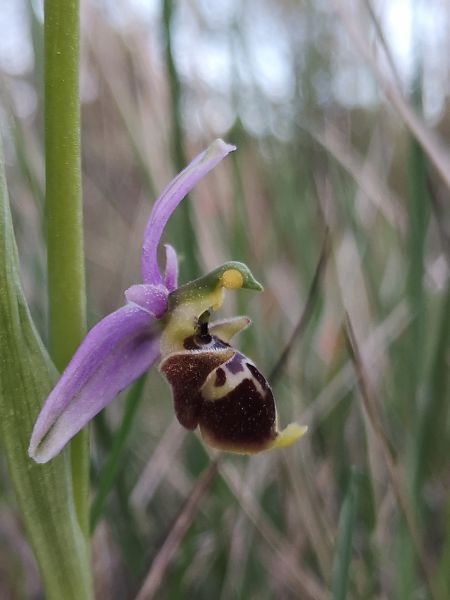 Ophrys fuciflora subsp. druentica  - Richard Fay