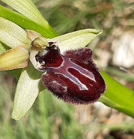 Ophrys incubacea 