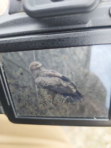 Aigle pomarin  - Grzegorz Biały