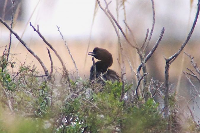 Cormoran pygmée  - Hermann Kohler