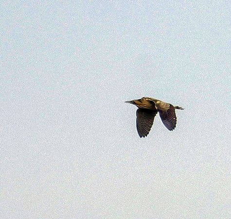 Eurasian Bittern  - Damian Mikulski