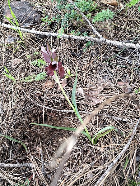 Serapias cordigera  - Hugo Santacreu