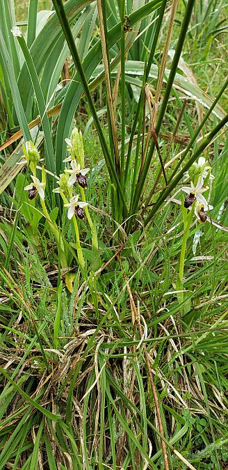 Ophrys splendida  - Claire Perrachon