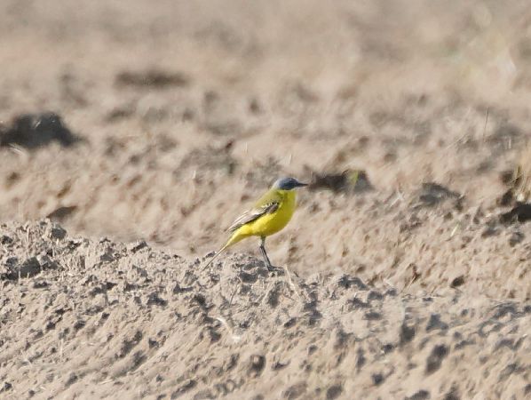 pliszka żółta (tundrowa, ssp. thunbergi)  - Monika Żochowska