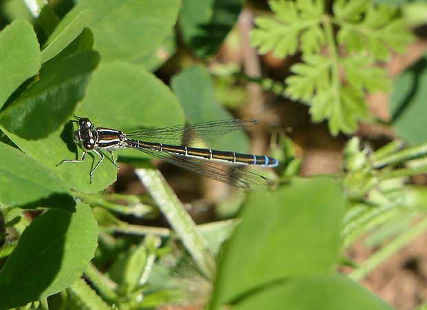 Agrion de Mercure  - Elise Cougnenc (LPO PACA)