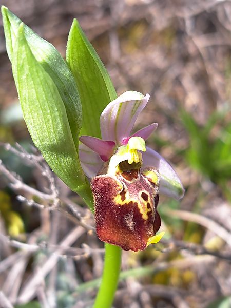 Ophrys fuciflora subsp. druentica  - Emmanuel Cosson