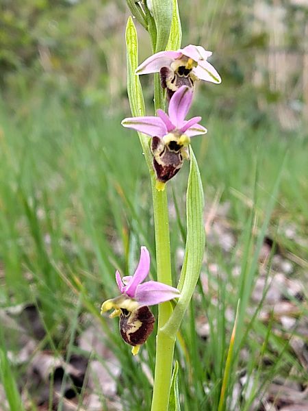 Ophrys fuciflora subsp. druentica  - Hugo Santacreu