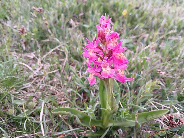 Dactylorhiza sambucina f. zimmermanii  - Alain Falvard