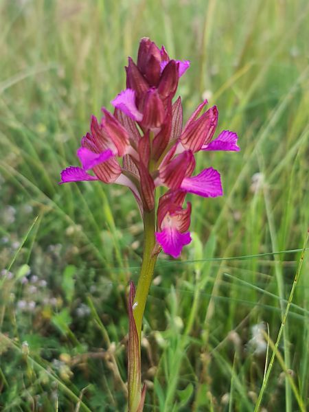 Anacamptis papilionacea  - Christian Fleury