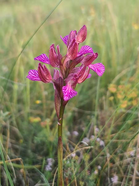 Anacamptis papilionacea  - Christian Fleury