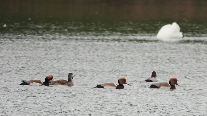 hełmiatka  - Janusz Gajdas