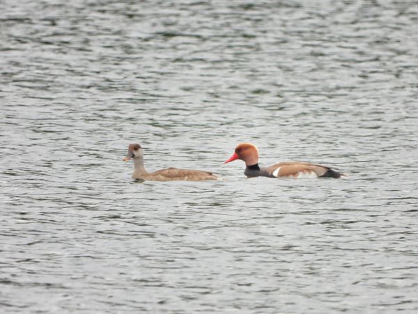 hełmiatka  - Janusz Gajdas