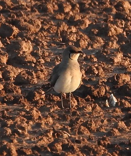 riđokrila pješčarka  - Barbara und Gerhard Gack