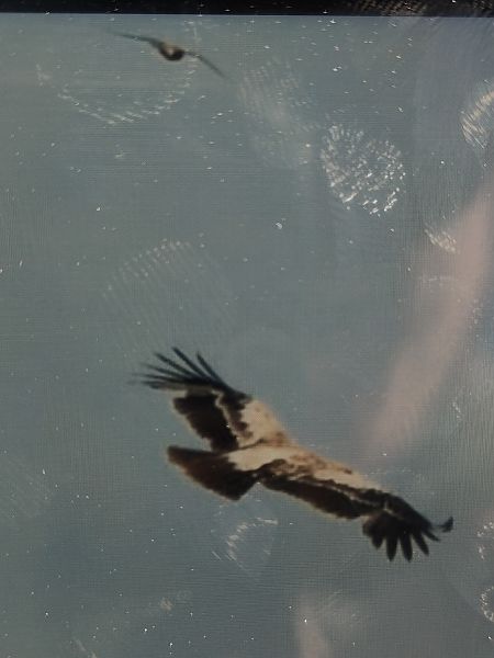 Aigle ibérique  - Léo-Paul Rouyez