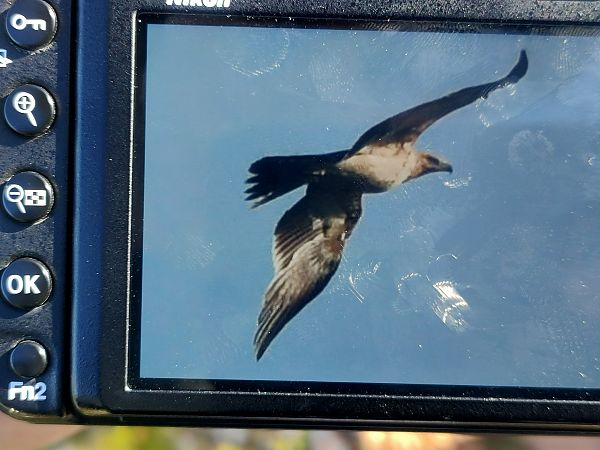 Aigle ibérique  - Léo-Paul Rouyez