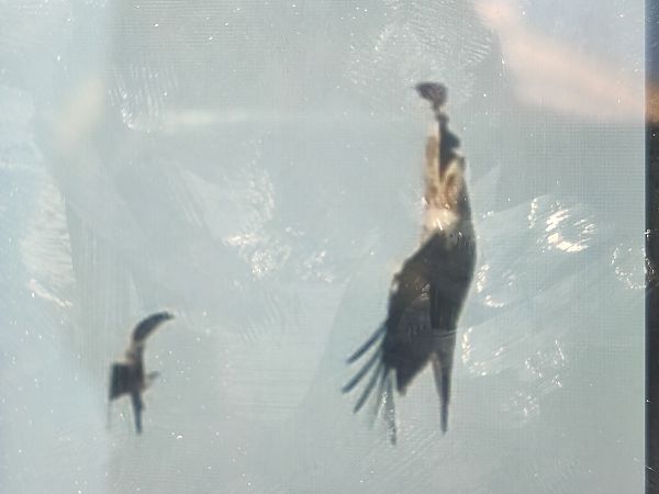 Aigle ibérique  - Léo-Paul Rouyez