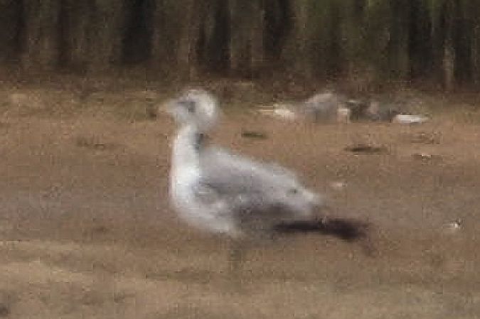 Pallas's Gull  - Mariusz Lizoń