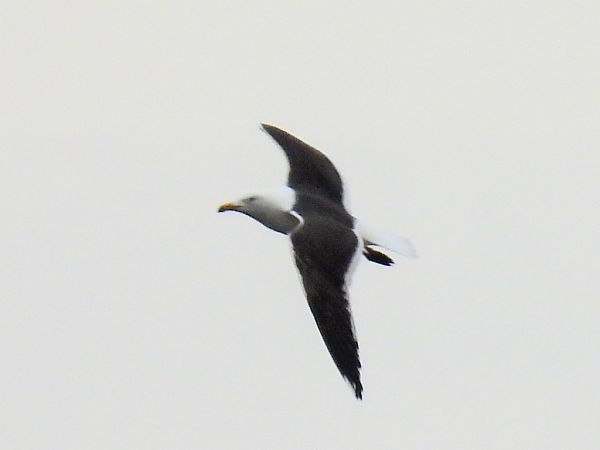 Goéland brun (ssp. graellsii / intermedius)  - Kacper Mikulski
