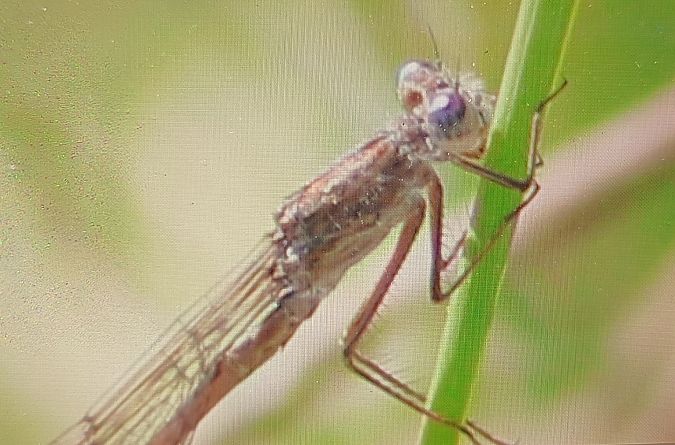 straszka syberyjska  - Michał Polakowski