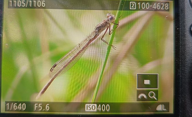 straszka syberyjska  - Michał Polakowski