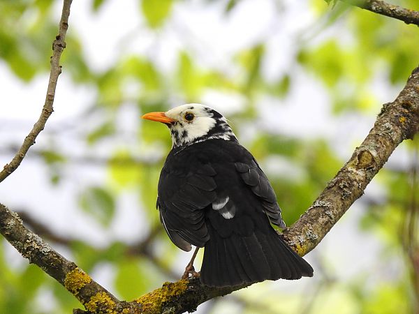 Amsel  - Katja Preiß
