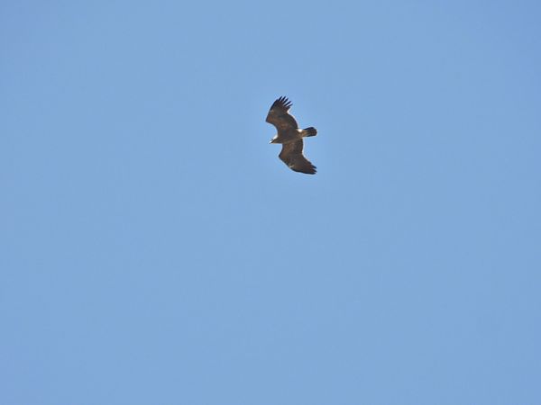 Aigle pomarin 