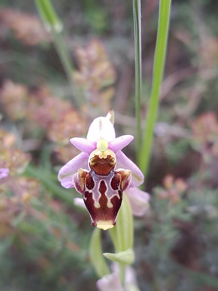 Ophrys fuciflora subsp. druentica  - Emmanuel Cosson