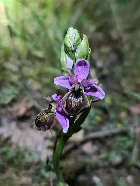 Ophrys aveyronensis  - Christian Fleury