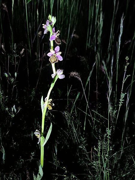 Ophrys aveyronensis  - Christian Fleury