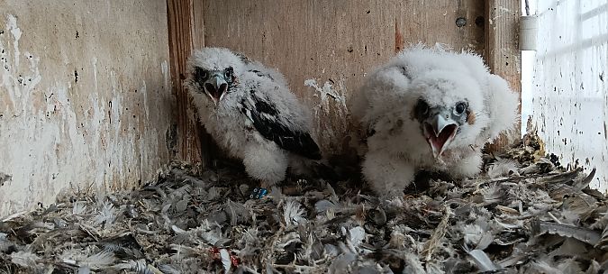 Peregrine Falcon  - Marcin Sołowiej