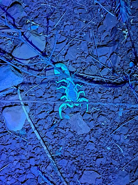 Scorpion languedocien  - Thibault Mouloise