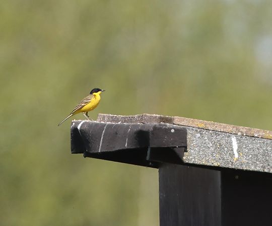 Schafstelze (ssp. feldegg), Maskenschafstelze  - Bastian Meise