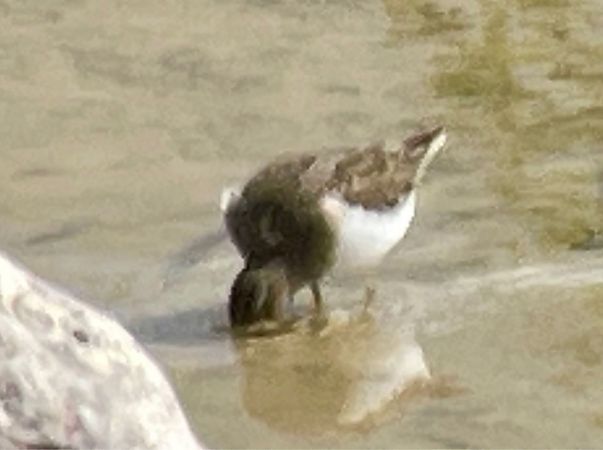 Temminck's Stint  - Monika Turczyńska