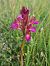 Anacamptis papilionacea  - Christian Fleury