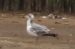 Pallas's Gull  - Mariusz Lizoń