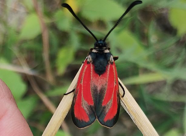 Zygaena erythrus  - Marco Cortemiglia