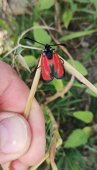 Zygaena erythrus  - Marco Cortemiglia