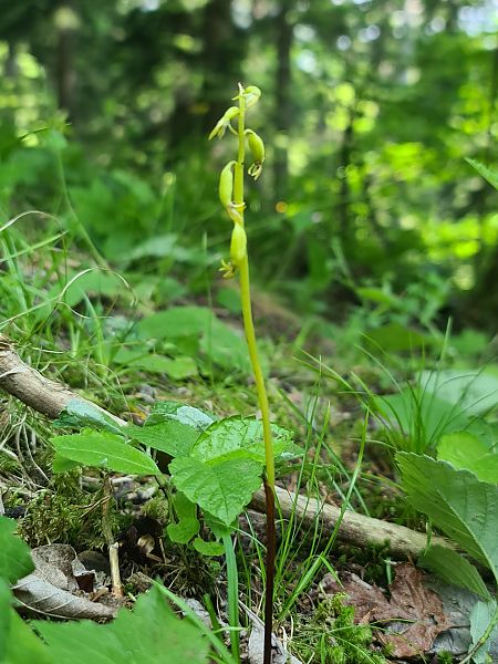 Corallorhiza trifida  - Christian Fleury