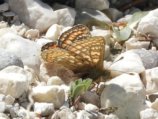 Euphydryas aurinia  - Massimo Tassinari