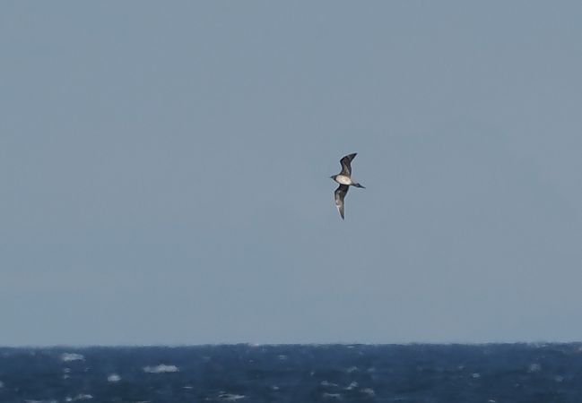 Schmarotzerraubmöwe  - Michał Baran