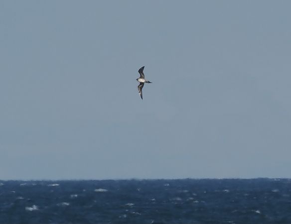 wydrzyk ostrosterny  - Michał Baran