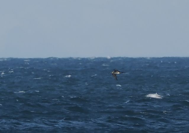 wydrzyk ostrosterny  - Michał Baran