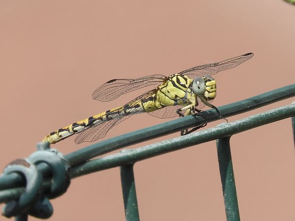 Onychogomphus forcipatus unguiculatus  - Massimo Tassinari