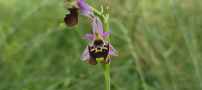 Ophrys fuciflora subsp. druentica  - Rudy Gnagni